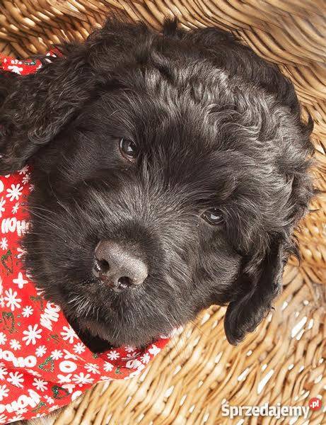 Szczeniak czarny terier rosyjski  rodowód Łódź