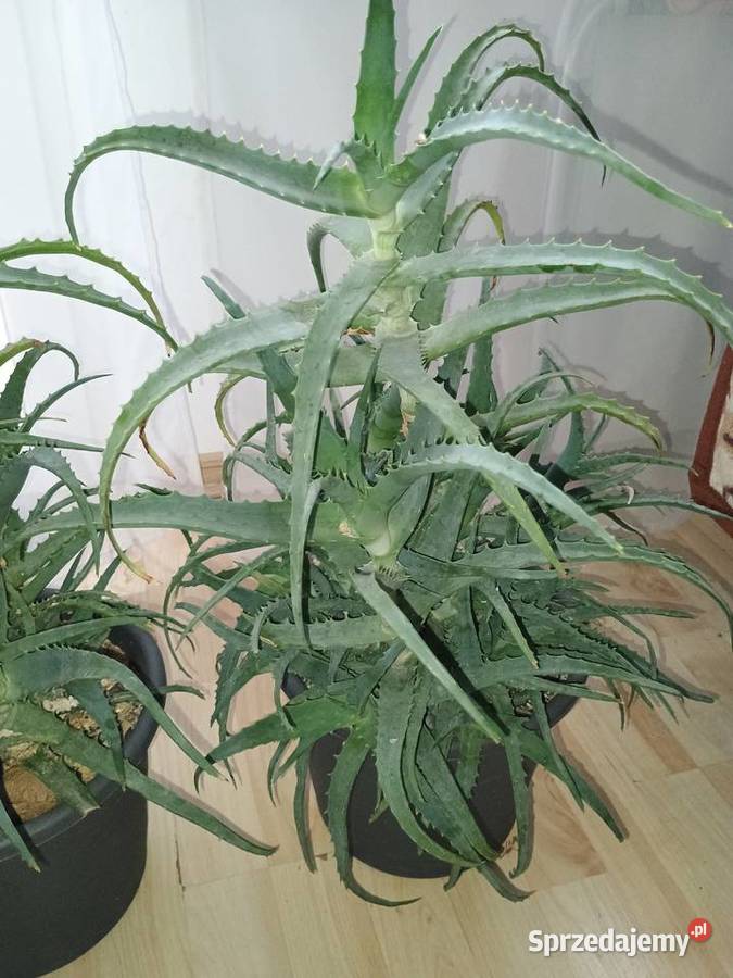 Aloes drzewiasty Lubartów