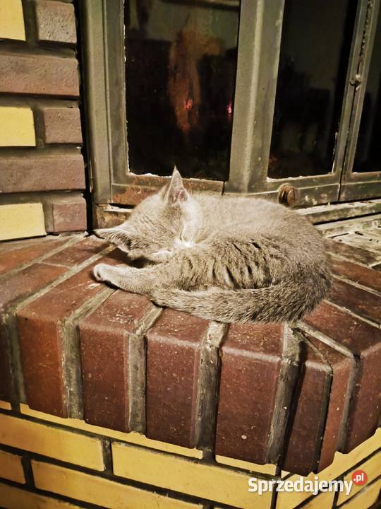 Koteczka Rosyjski Niebieski rodowód PZF WCF sprzedam