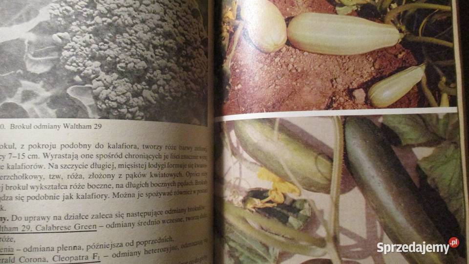 Działka moje hobby działka hobby uprawa ogród dom i ogród Łódź