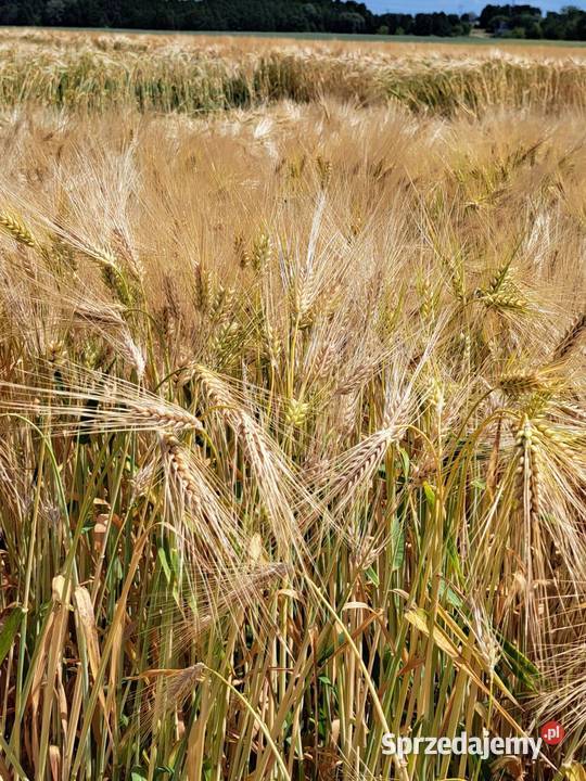 Nasiona jęczmienia RGT Mela wielorzędowa Pobiedziska