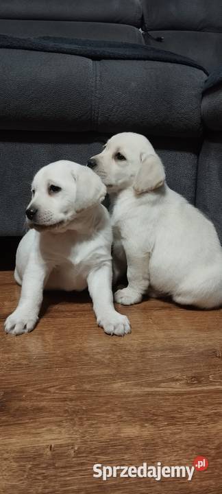 Pieski Labradory Retriever Biszkoptowe
