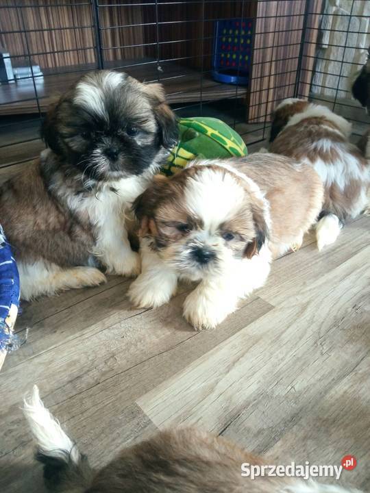 Shihtzu szczeniaki Shih Tzu Dębica