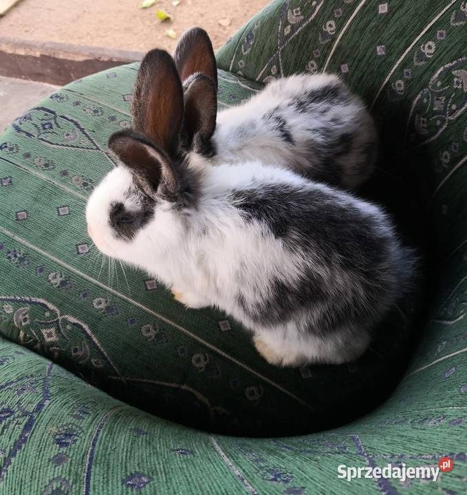 Samiczka kalifornisjka ładnie zbudowana młode Cynków