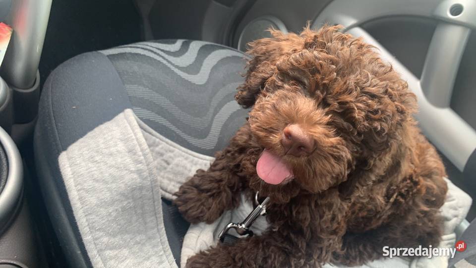 Lagotto Romagnolo pies na trufle DOGOTERAPIA Pozostałe Pozostałe Szczecin