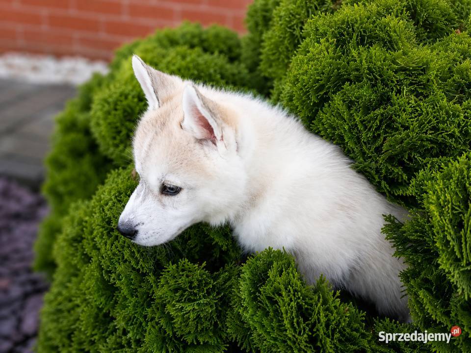 Siberian husky boy Racibórz