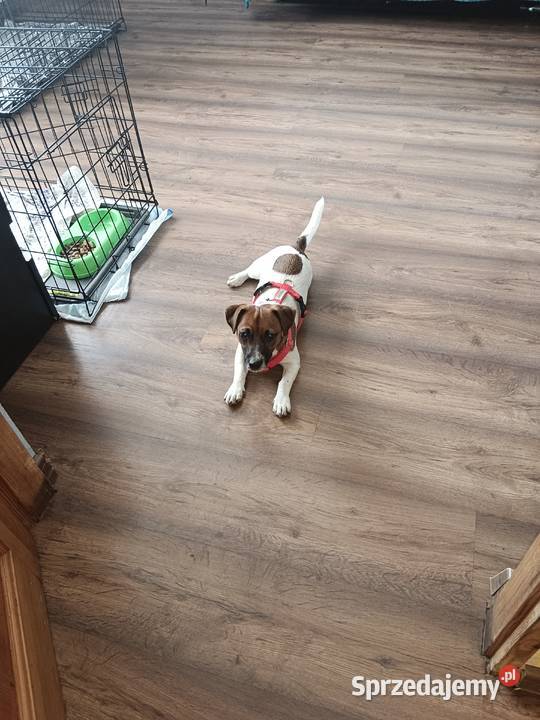 Suczka Jack Russell Terrier Zwierzęta Koźle