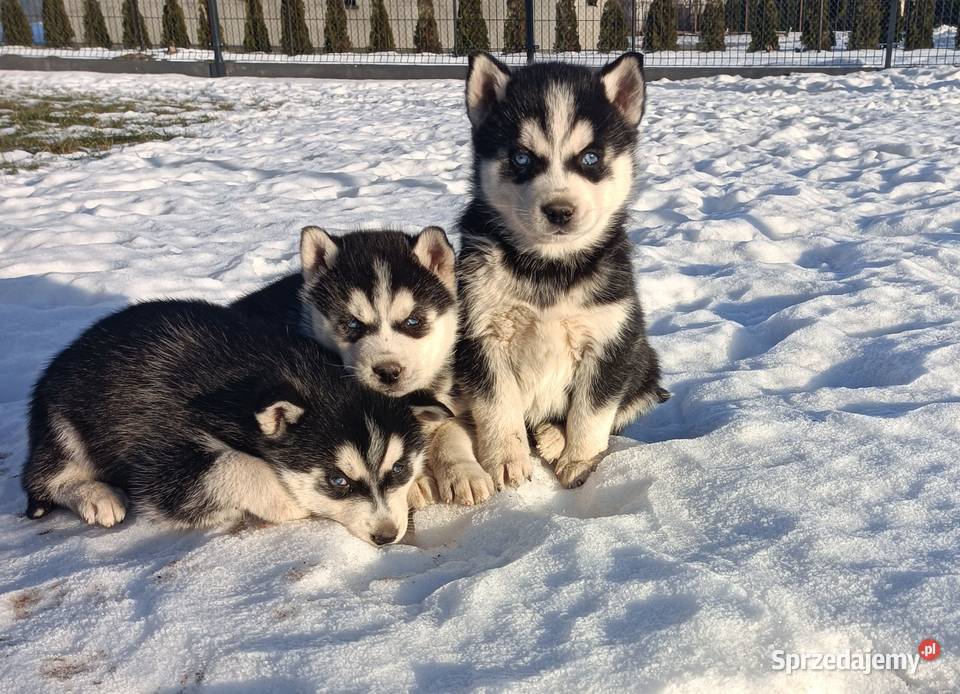 Szczeniaczki Siberian husky z elitarnym Krośniewice sprzedam