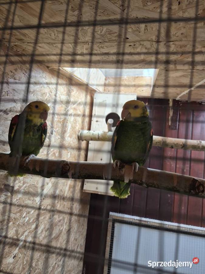 Para ary ararauny Przeworsk