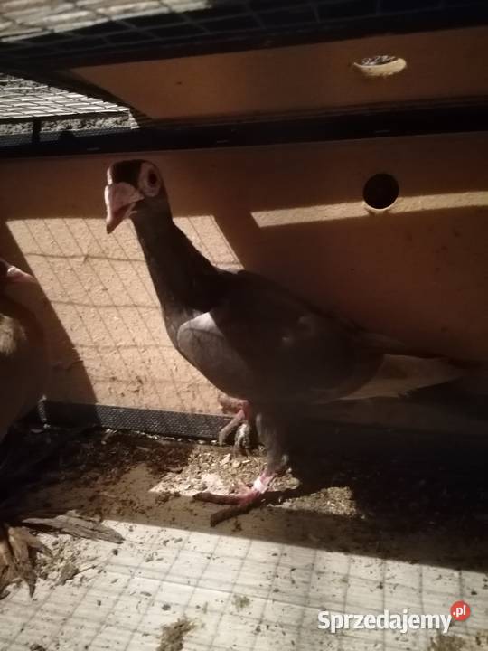 Sprzedam gołębie krymki wyszwance pawie kariery Ptaki Pułtusk