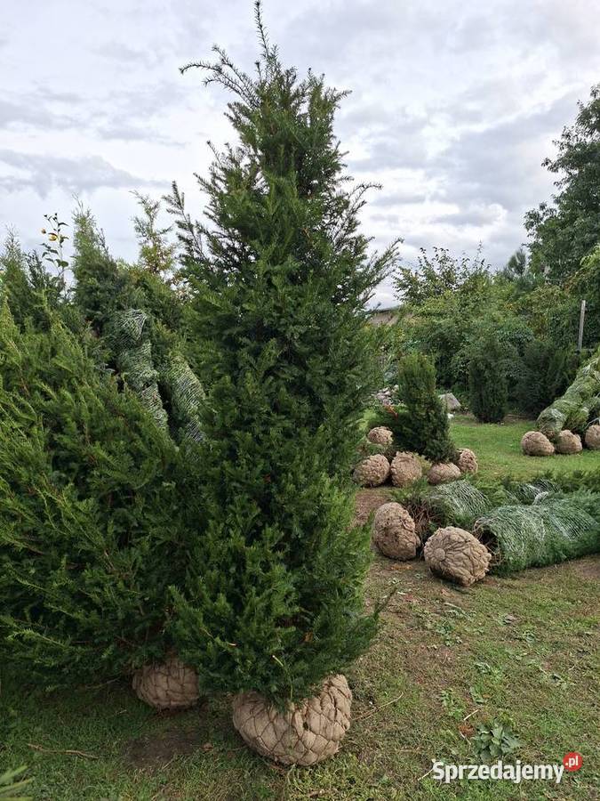 Mega Ładny Wysoki Żywopłot Cis Baccata Mszczonów