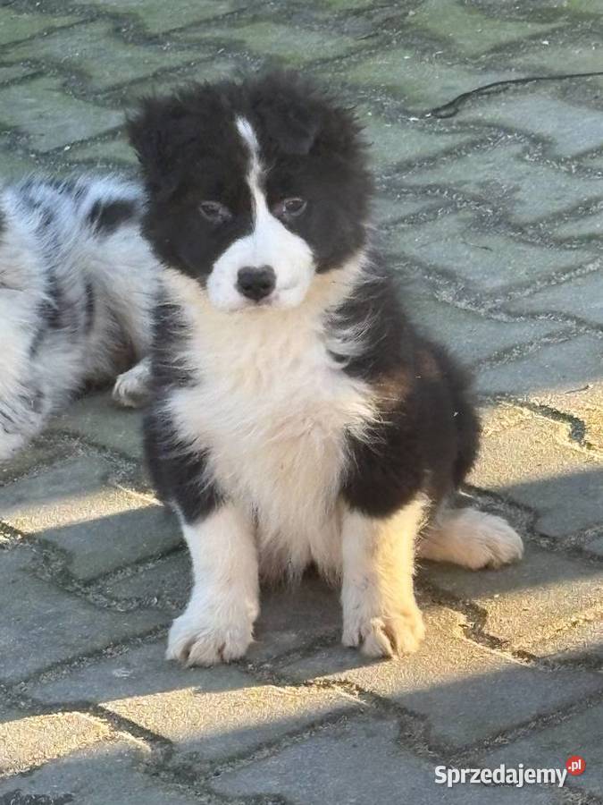 Border collie szczeniaki Błaszki