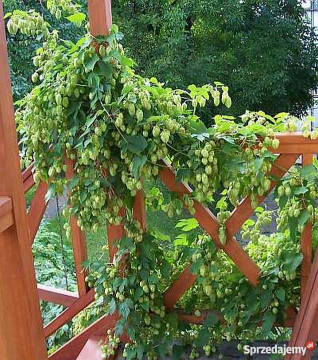 CHMIEL zwyczajny lubelski Rośliny kujawsko-pomorskie