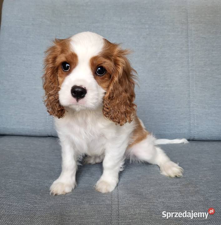 Cavalier King Charles Spaniel Blenheim Samiec Częstochowa