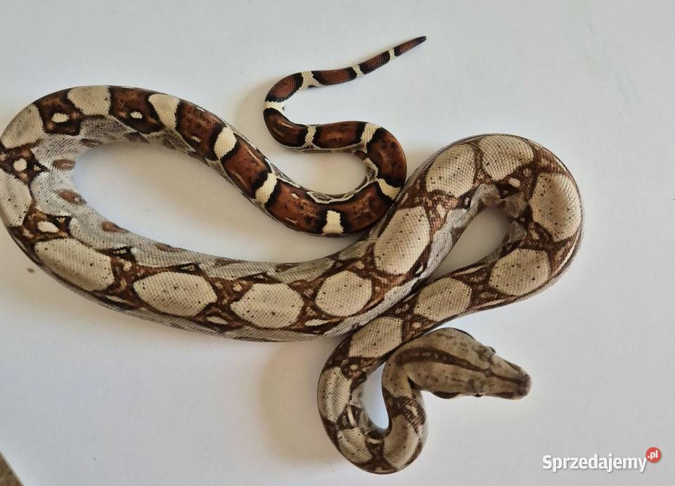 11 boa cesarski cb25 samica Gady i płazy Chrzanów