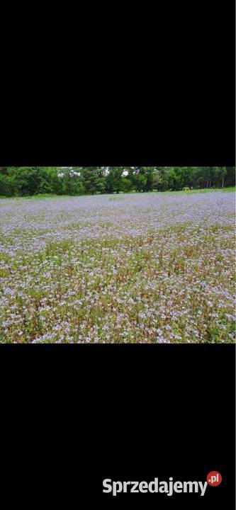 Zapylanie roslin gryka facelia rzepak Opole