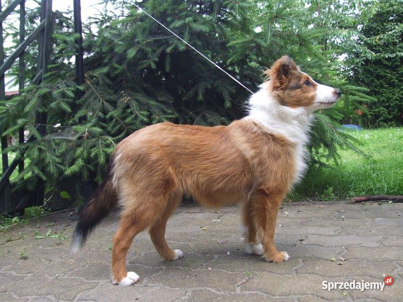 Owczarek Szetlandzki SHELTIE suczka Stare Babice
