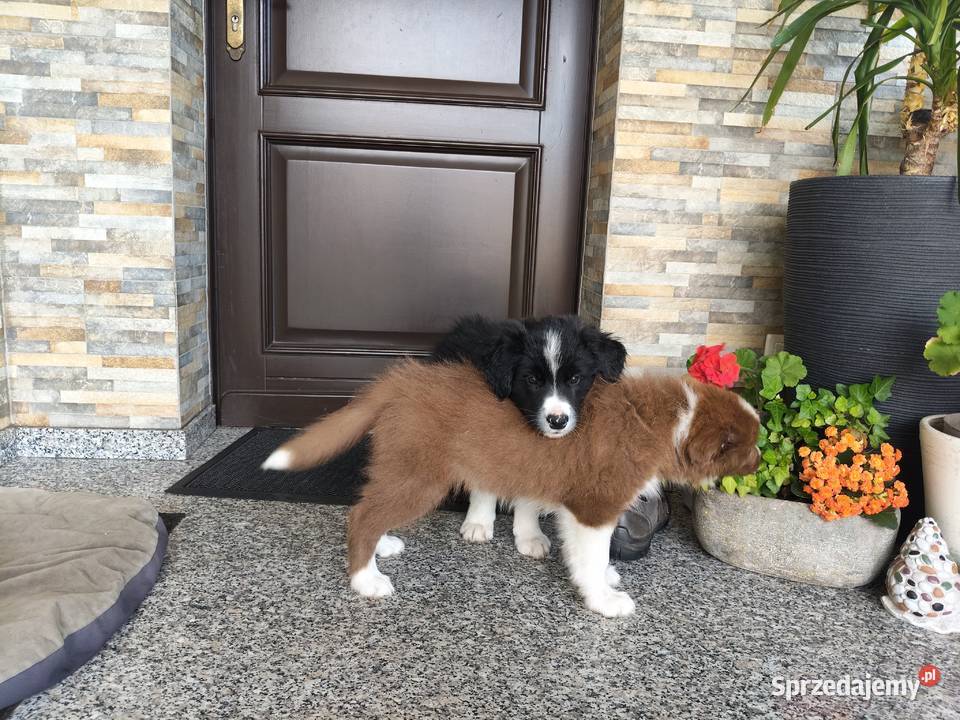 Szczeniak Border Collie ZKwP FCI Kolonowskie sprzedam