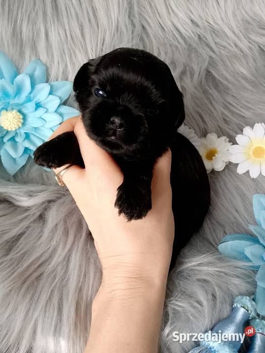 Piękny czarny piesek rasy ShihTzu Namysłów