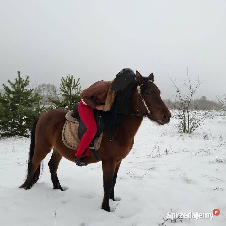 Kuc kucyk koń hucuł Bydgoszcz