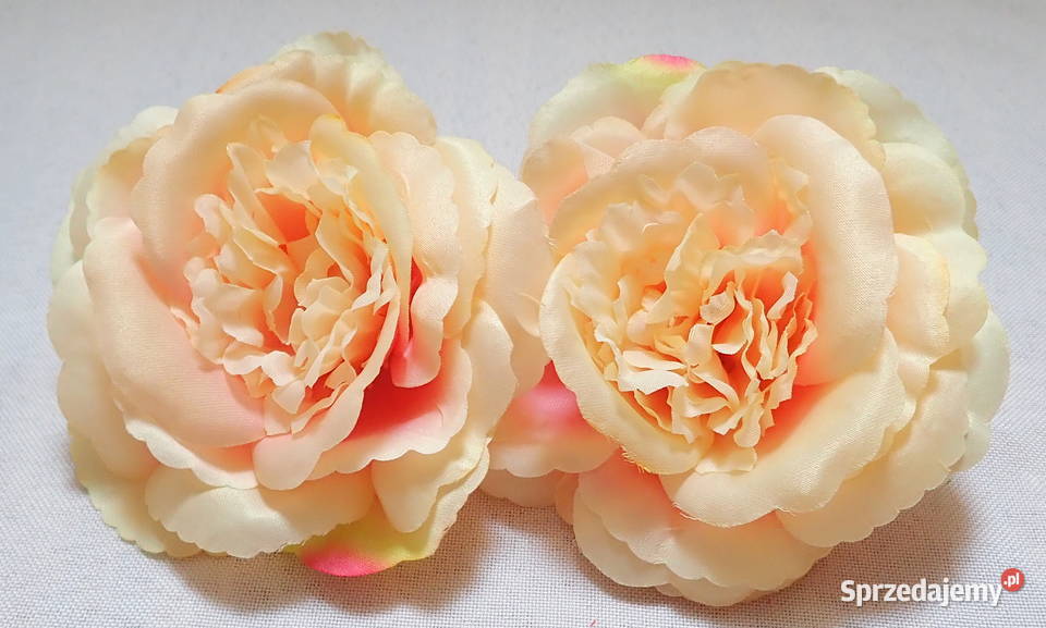 Róże rozwinięte chińskie okazałe 11 Kolory L049 Siewierz