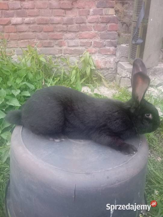 Olbrzym srokacz czarny samiec Sierniki
