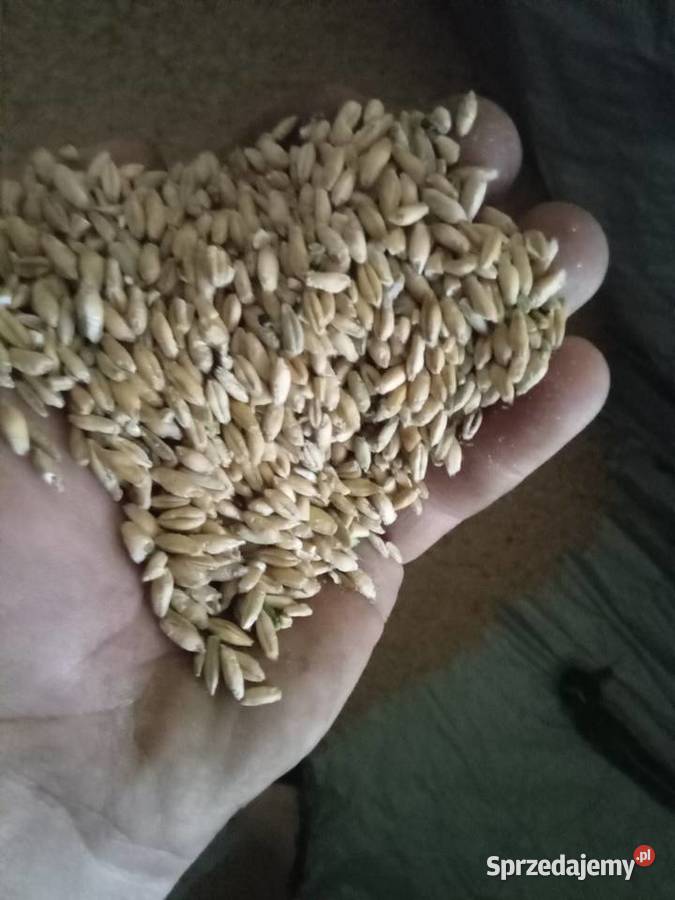Owies i przenżyto do siewu paszowe czyste Radgoszcz
