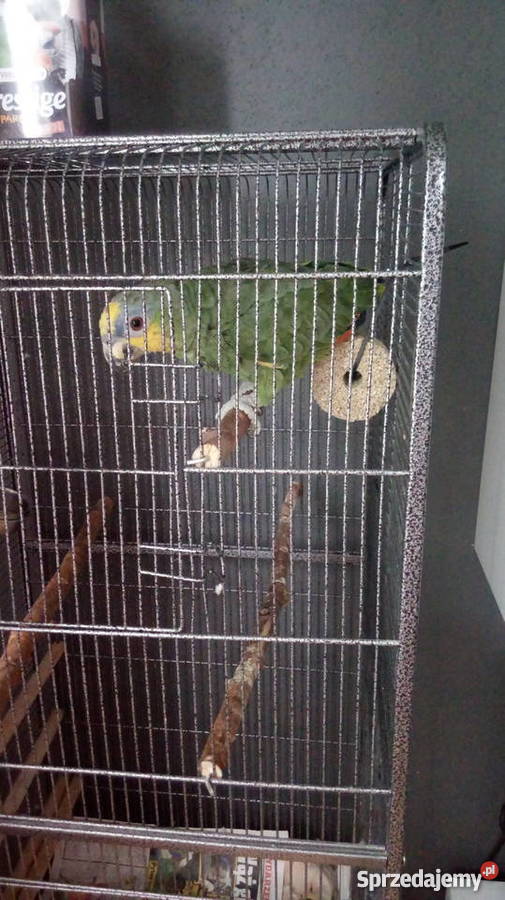 Papuga Amazonka Modrobrewa Rybnik