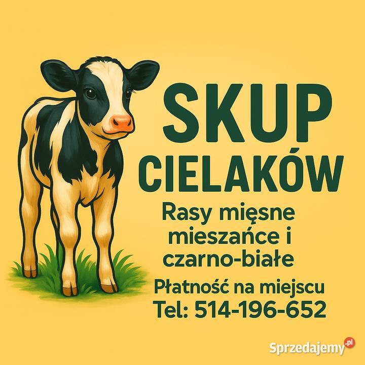 Cielaki odsadki Rolnika
