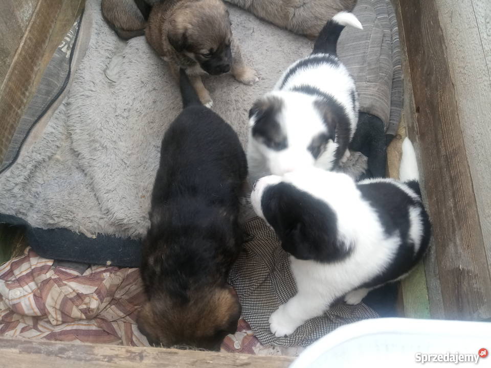 Sympatyczne pieski szukają domu Tarczyn sprzedam