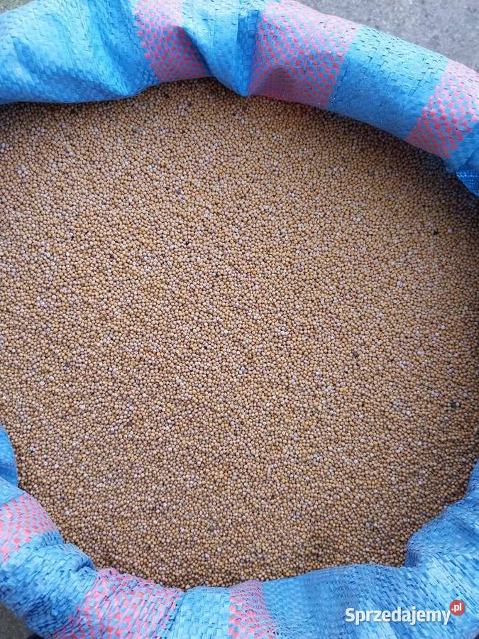 Groch Wyka Peluszka Gorczyca Pińczów sprzedam