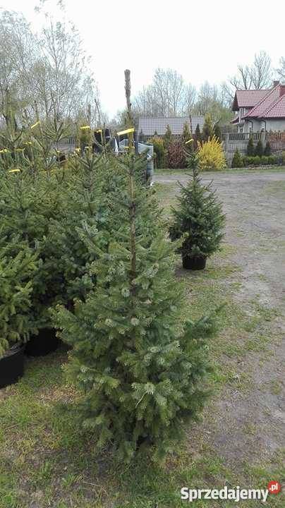 Swierk Serbski 140160 Szkółka Producent sprzedam