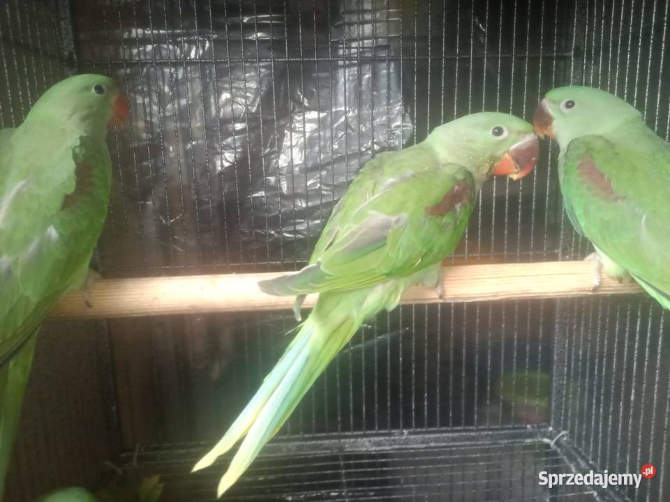 Aleksandretta Wielka Limanowa