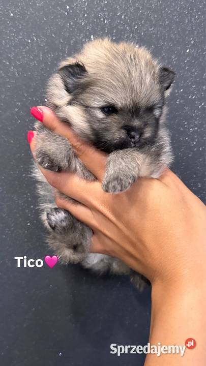 Szpic miniaturowy Pomeranian samiec MIŚ Przywidz