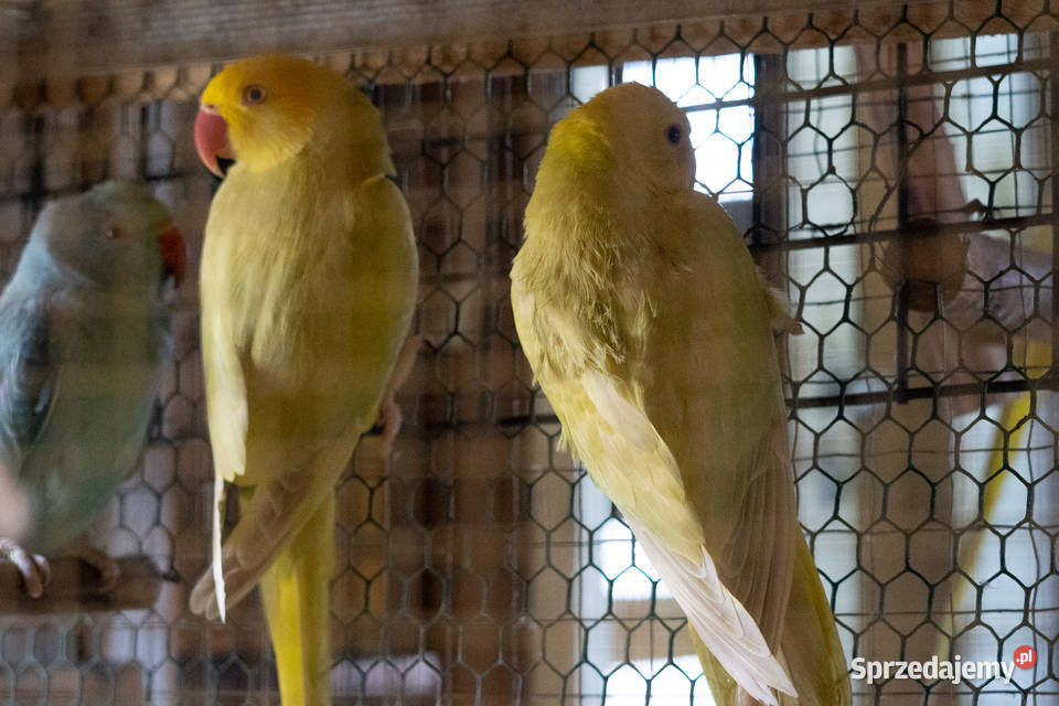 Aleksandretty Obrożne Lacewing podkarpackie Chmielnik