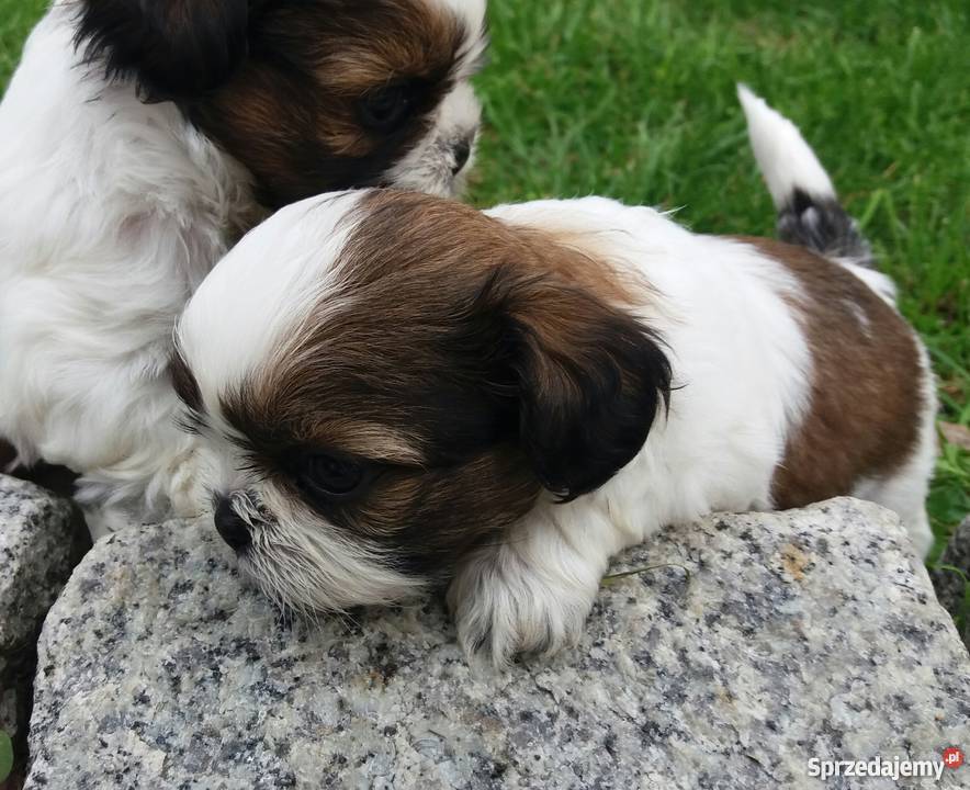 Shih Tzu szczenieta metryka mikrochip paszport Włodary