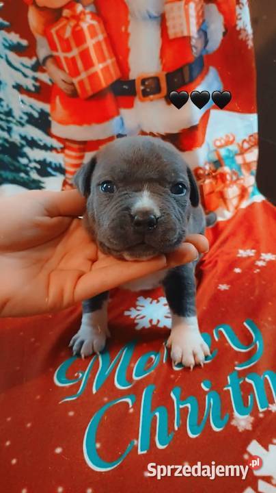 Amstaff Zapowiedź Miotu łódzkie