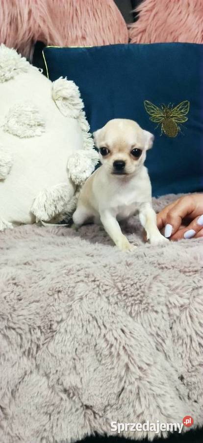 Gotowa Do Odbioru Przepiękna Dziewczynka Ciszkowo sprzedam