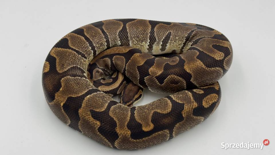 Enchi samica Pyton królewskiregius wąż gad śląskie Chorzów sprzedam