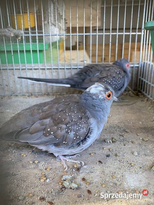 Gołąbki diamentowe Damasławek