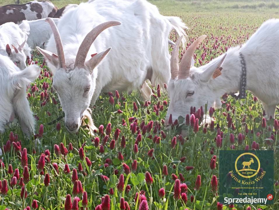 Kozie Mlekojogurt i sery