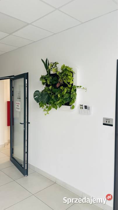 Wertykalny ogród 85x65 na ścianę Warszawa sprzedam