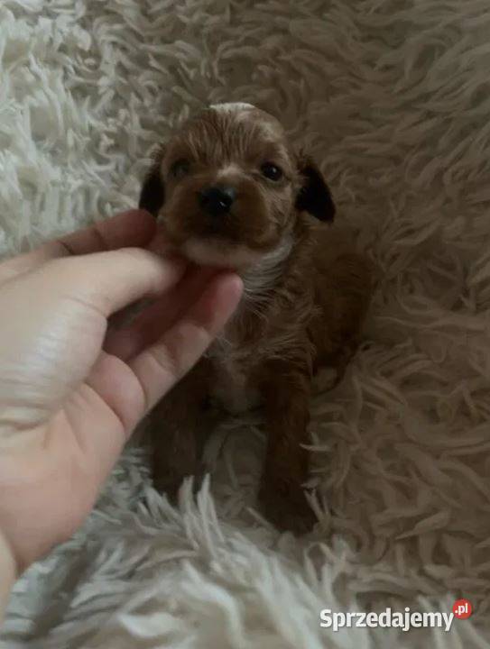 Unikatowy piesek cockapoo f1b mama cockapoo tata świętokrzyskie Busko-Zdrój