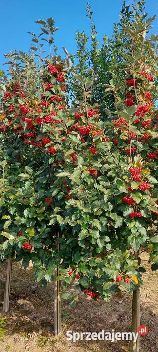 Jarząb szwedzki obwód 1014 Ogród małopolskie Skała