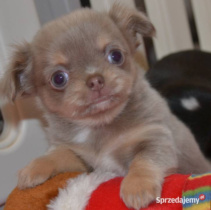 CHIHUAHUA PRZEŚLICZNA SUNIA DŁUGOWŁOSA KOLOR