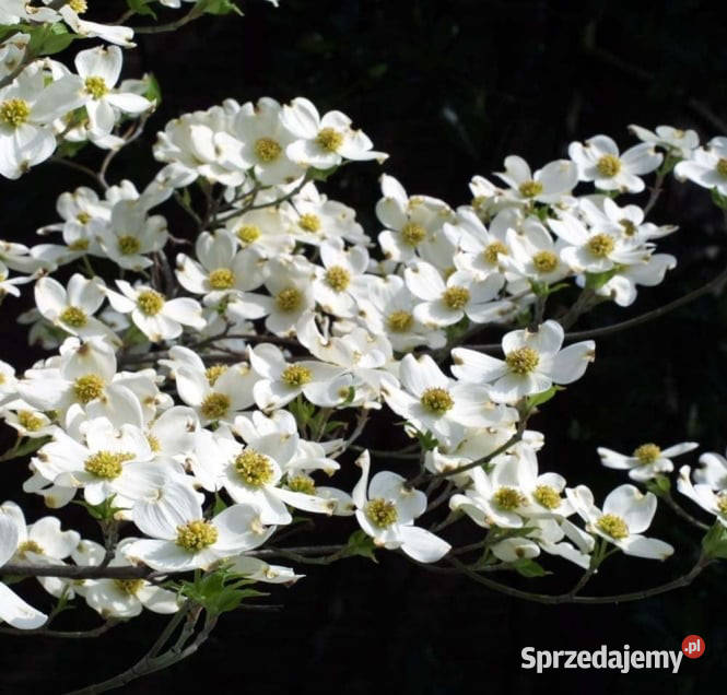 DEREŃ KWIECISTY Cornus florida NASIONA 90 sztuk Lubanie sprzedam