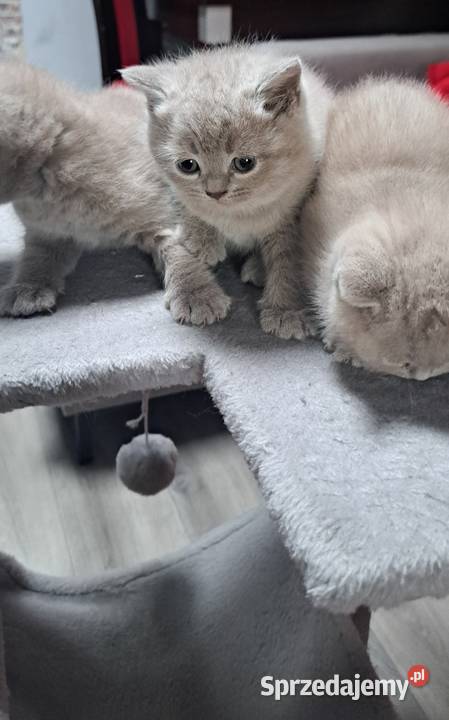Kocięta brytyjskie liliowe z rodowodem Wrocław