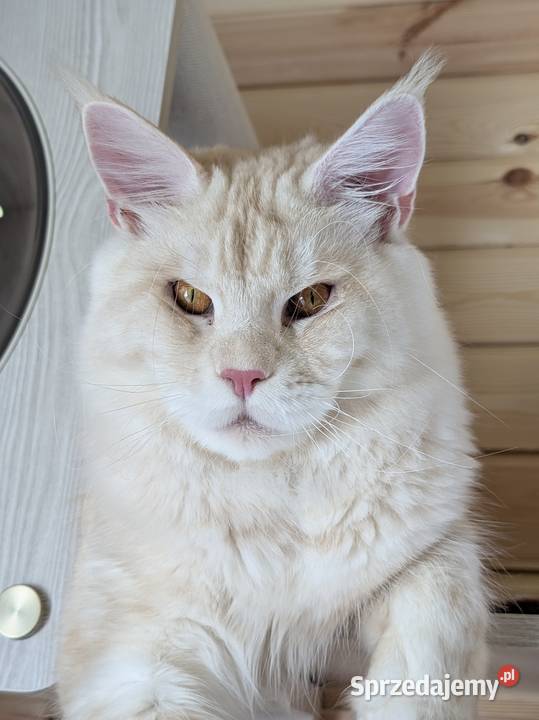 Maine Coon kotka do hodowli Championach Maine Coon mazowieckie Radom
