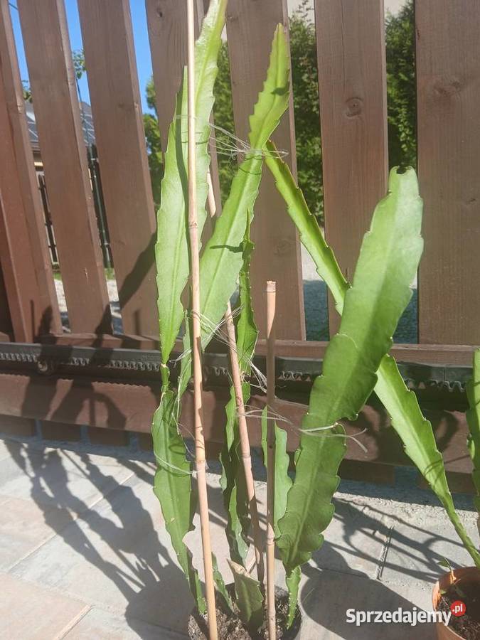 Epiphyllum epifilum kaktus kwitnie na czerwono