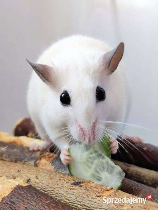 Mastomys mastomysz mysz Warszawa